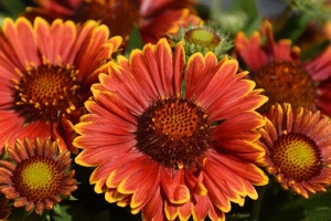 Gaillardia 'Spintop Yellow Touch' New 2026